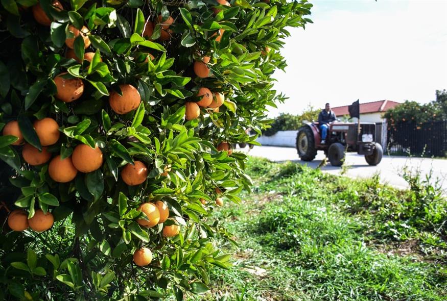Φωτογραφία αρχείου: ΒΑΣΙΛΗΣ ΠΑΠΑΔΟΠΟΥΛΟΣ/EUROKINISSI