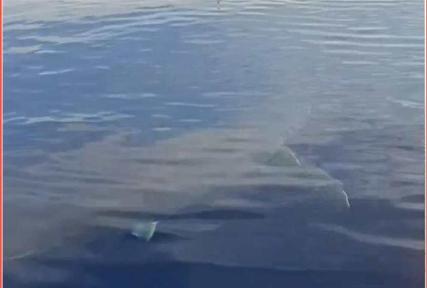 Λευκός καρχαρίας στην Κάρπαθο (TikTok)