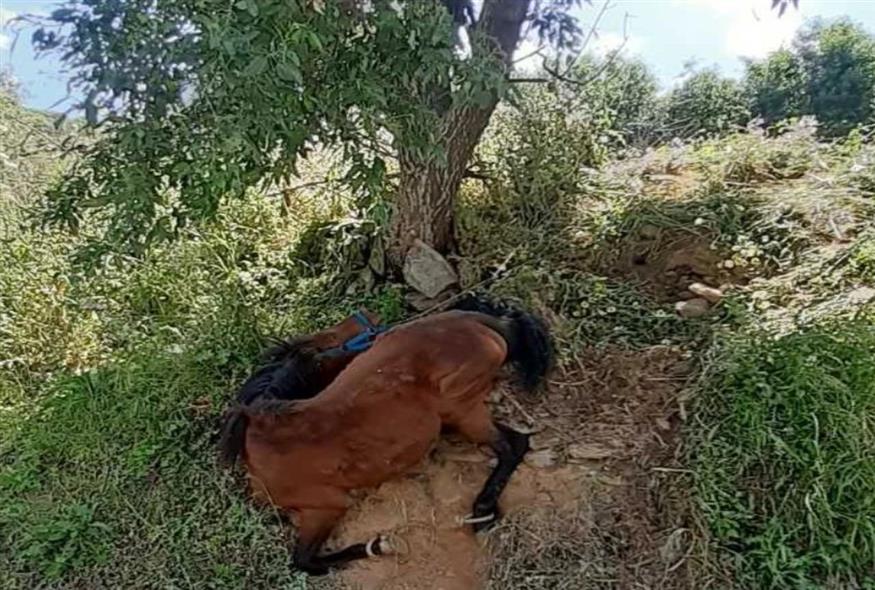 Καταγγελία για παστούρωμα αλόγου στην Κέα/ipopothesis.gr instagram