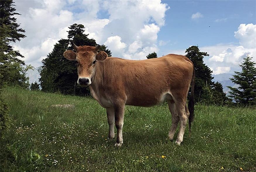 Η σπάνια, βραχυκερατική αγελάδα (ΑΠΕ - ΜΠΕ/ Γιάννης Καζόγλου)