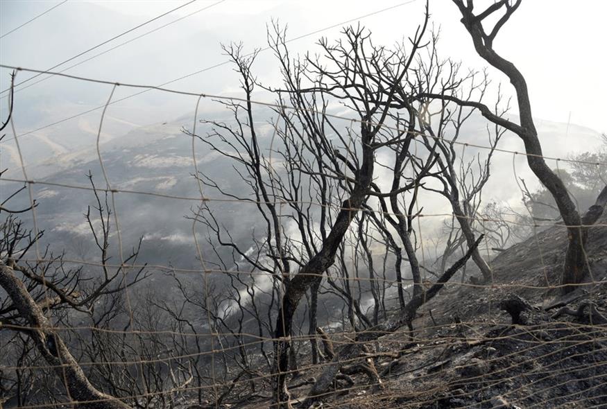 Καμένα σπίτια, απανθρακωμένα δέντρα και δρόμοι: Εικόνες καταστροφής από την Πάτρα (gallery) Καμένα σπίτια, απανθρακωμένα δέντρα και δρόμοι: Εικόνες καταστροφής από την Πάτρα (gallery)