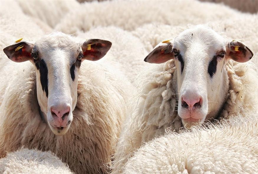 Πρόβατα (Pixabay)