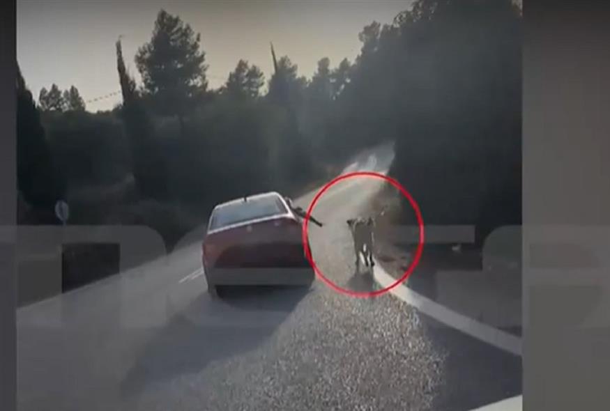 Ναύπλιο: Είχαν σκύλο με λουρί να τρέχει έξω από εν κινήσει όχημα (Mega/Screenshot)