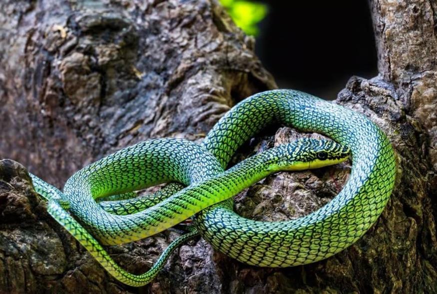 Ιπτάμενο φίδι (Phyroum Chourn / Fauna & Flora)