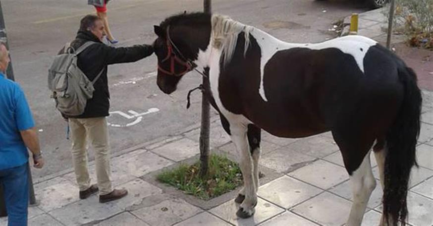 Άλογο Θεσσαλονίκη (ethnos.gr)