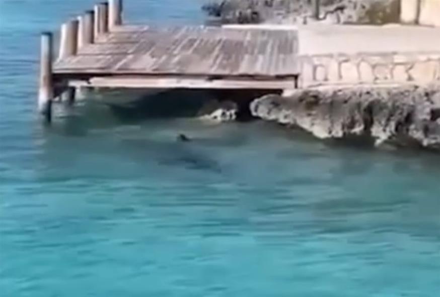 Παράτολμος σκύλος βουτάει στο νερό, πλησιάζει καρχαρία και βγαίνει… άθικτος