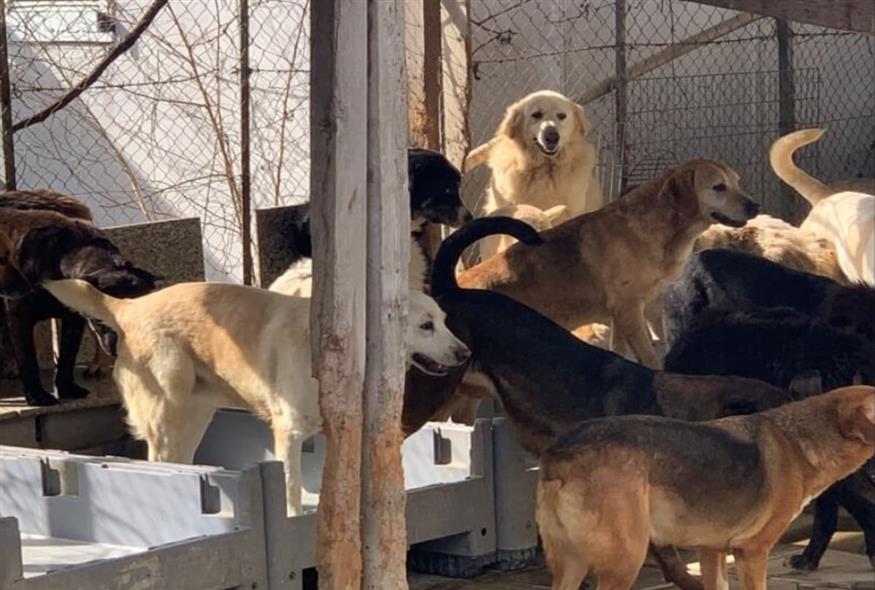 Θεσσαλονίκη: Διατηρούσε στο σπίτι της 94 σκυλιά (gallery)