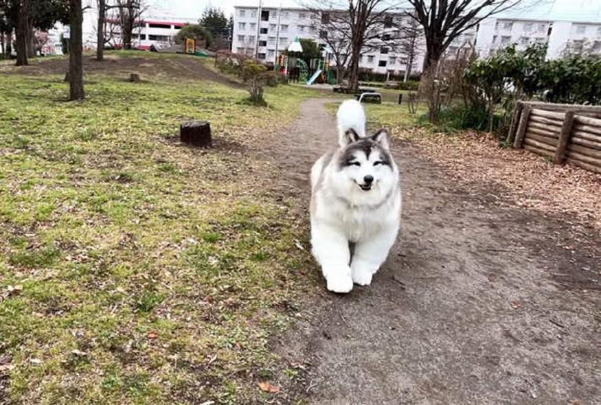Ο Ιάπωνας που ονειρεύεται να ζει ως σκύλος ξαναχτυπά (Video Capture)