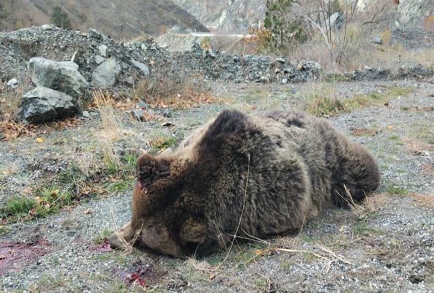 Δολοφόνησαν αρκούδα και τα μωρά της/ΑΡΚΤΟΥΡΟΣ