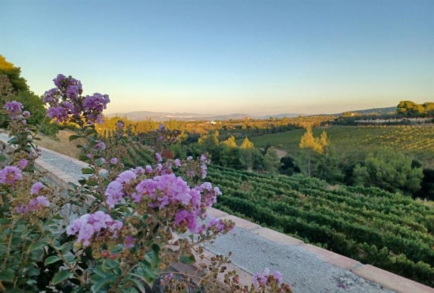 Θέα στους αμπελώνες από το οινοποιείο του Κάνιαρη | © Χριστίνα Τσαμουρά