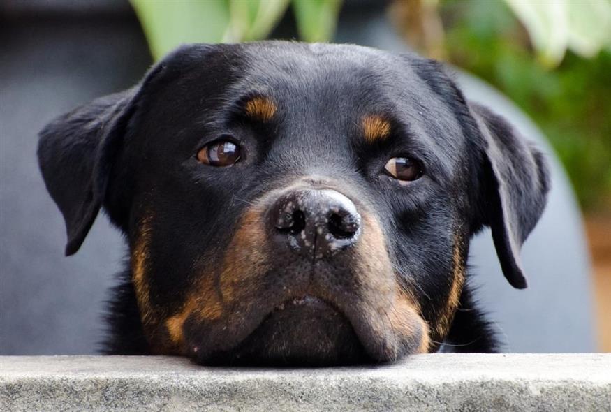 Μύθοι γύρω από τους σκύλους (Pixabay)