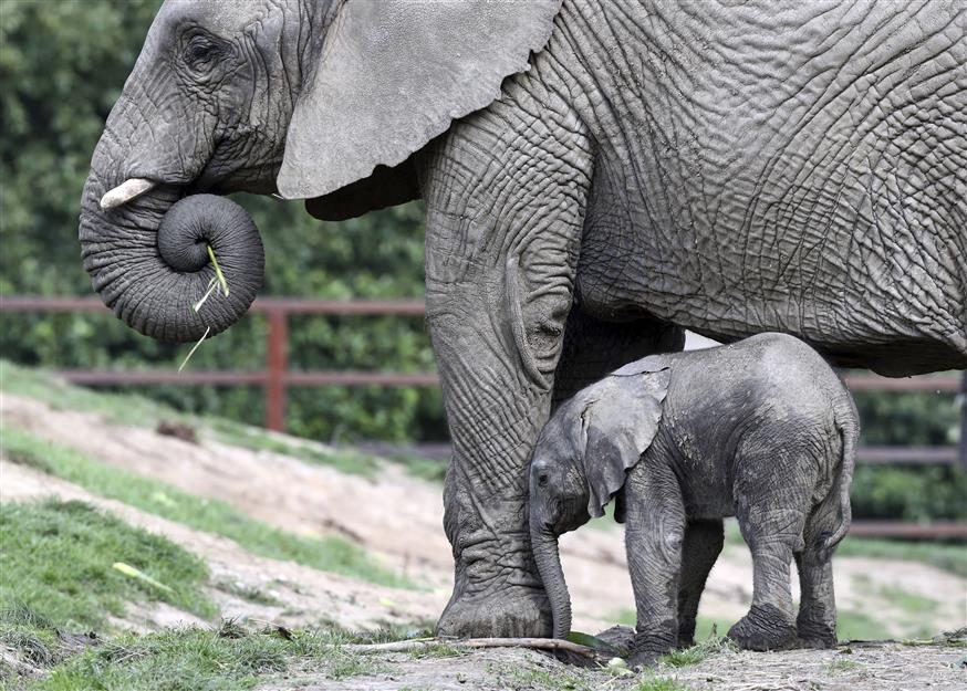 Ο πληθυσμός των ελεφάντων μειώθηκε μέσα σε σαράντα χρόνια (Gareth Fuller/PA via AP)