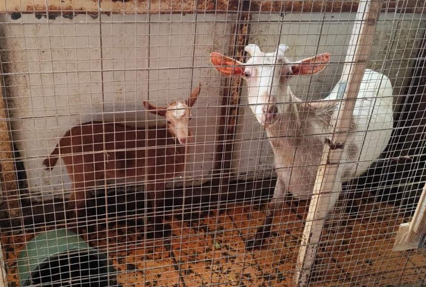 Ζώα σε ταράτσα στους Αμπελόκηπους