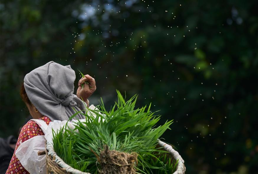 «Paddy Day», το φεστιβάλ που σηματοδοτεί την έναρξη της περιόδου φύτευσης του ρυζιού στο Νεπάλ