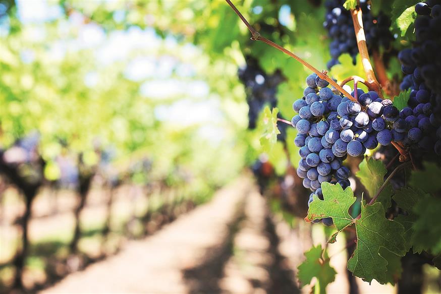 To ελληνικό κρασί όπου και να το πιεις θα σε ταξιδέψει στην Ελλάδα / φωτο: Shutterstock
