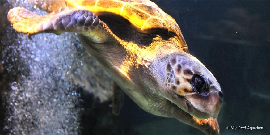 Ο Όμηρος, η τυφλή θαλάσσια χελώνα (Blue Reef Aquarium) Ο Όμηρος, η τυφλή θαλάσσια χελώνα (Blue Reef Aquarium)
