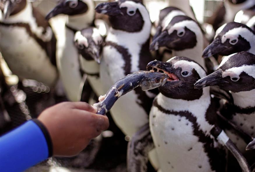 Αφρικανικοί πιγκουίνοι (AP Photo/Schalk van Zuydam) Αφρικανικοί πιγκουίνοι (AP Photo/Schalk van Zuydam)