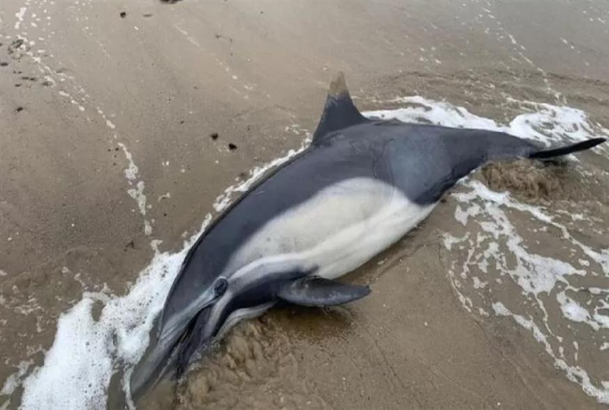 Δελφίνι ξεβράστηκε στις ακτές της Καλιφόρνια (CHANNEL ISLANDS MARINE &amp; WILDLIFE INSTITUTE)