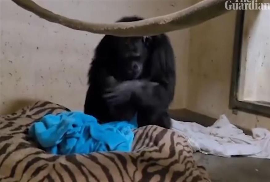 Μαμά - χιμπατζής αγκαλιάζει για πρώτη φορά το μωράκι της (Screenshot)