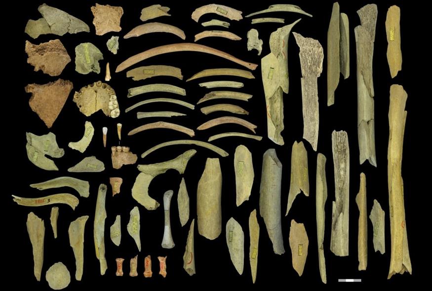 Νεάντερταλ