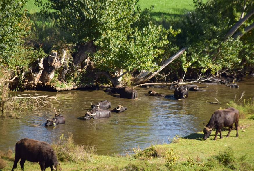 Λίμνη Κερκίνη (INTIME NEWS/MUSALLARI BRIGGEN)
