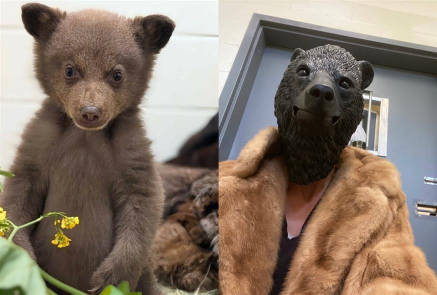 To μικρό αρκουδάκι/San Diego Humane Society