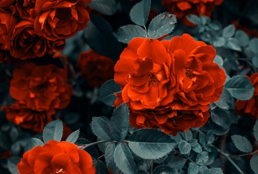 Λουλούδια/pexels