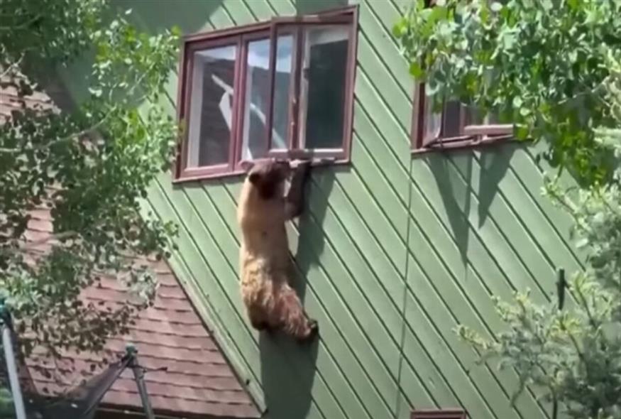 Πεινασμένη αρκούδα «τρύπωσε» σε σπίτι και έφαγε ... μπριζόλες/video capture New York Post