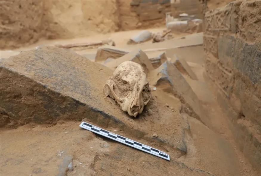 Το κρανίο μιας γάτας-λεοπάρδαλης που βρέθηκε σε έναν τάφο της δυναστείας των Χαν στην πόλη Xinzheng, στην επαρχία Henan της Κίνας (Ziyi Li και Wenquan Fan - BBC)