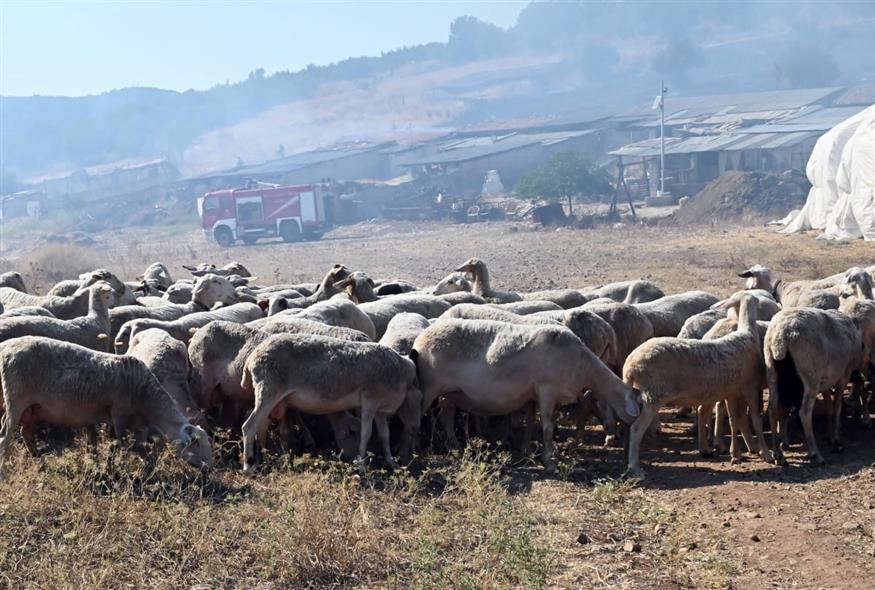 Πρόβατα  (Βασίλης Παπαδόπουλος/Eurokinissi)