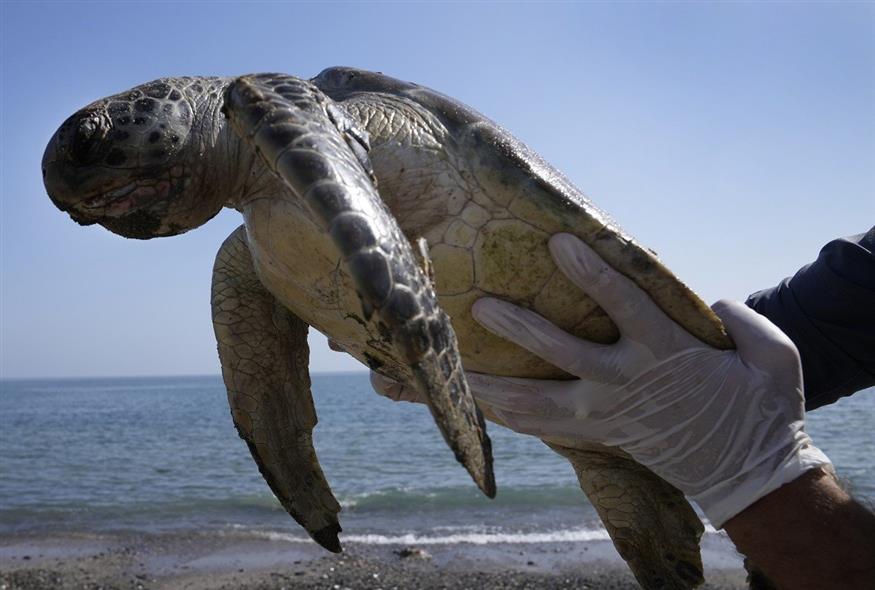 Θαλάσσιες χελώνες (φωτογραφία αρχείου / Associated Press)