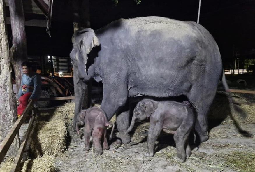 Σπάνια δίδυμα ελεφαντάκια γεννήθηκαν στην Ταϊλάνδη (X)