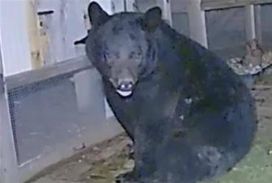 Ο «διαρρήκτης» δεν ήταν άνθρωπος αλλά... αρκούδα (Video Capture)