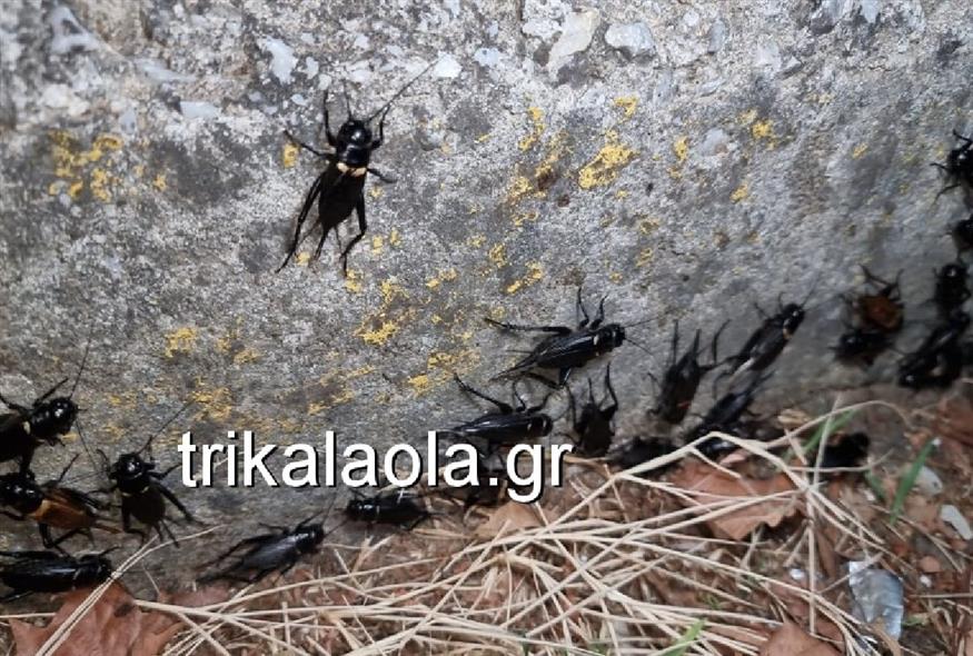 «Εισβολή» από τριζόνια στα Τρίκαλα (trikalaola.gr)