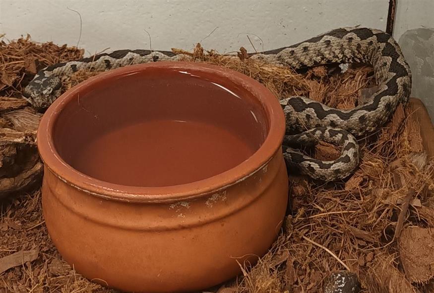 Οχιά (Πηγή: ΑΝΙΜΑ - Σύλλογος Προστασίας και Περίθαλψης Άγριας Ζωής)