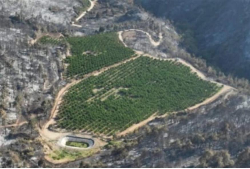 Τουρκία: Ο οπωρώνας ενός αγρότη σώθηκε ενώ τον περικύκλωσε η φωτιά
