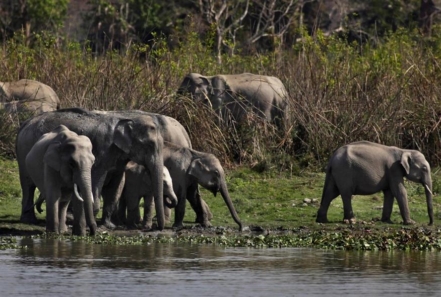 ελέφαντες (φωτογραφία αρχείου/ Associated Press)