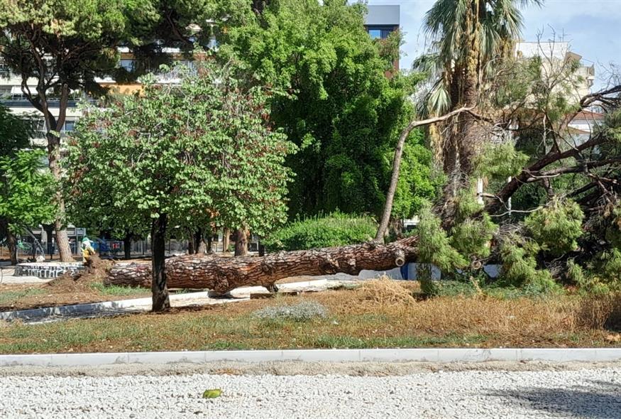 Πεύκο 15 μέτρων κατέρρευσε στην Πλατεία Όλγας (tempo24.gr)