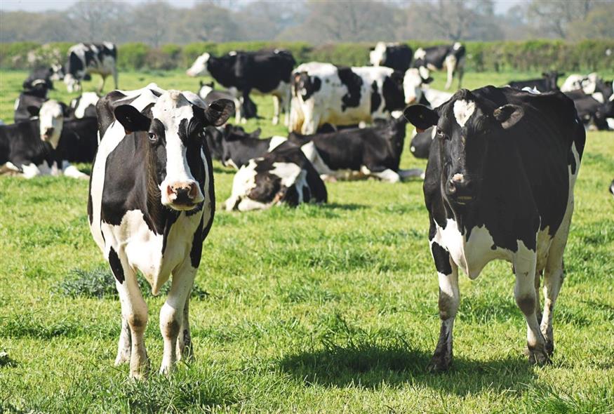 Μπορεί η αλλαγή στη διατροφή των αγελάδων να μειώσει τις εκπομπές μεθανίου;  (φωτογραφία αρχείου/ Unsplash)