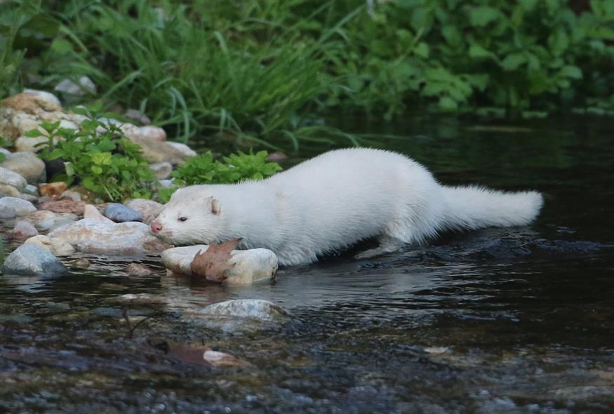 (ΜΑΡΚΟΣ ΧΟΥΖΟΥΡΗΣ / EUROKINISSI)