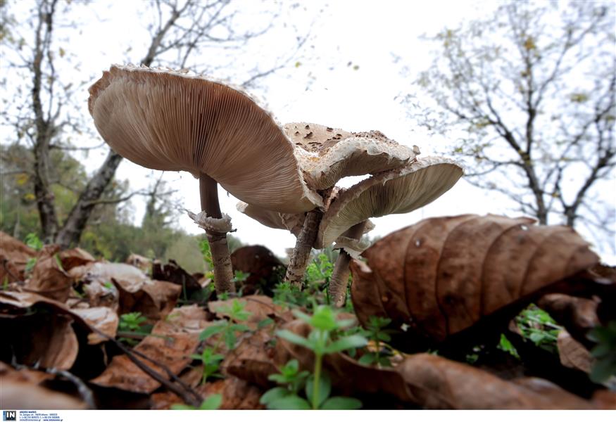 μανιτάρια (Intime)