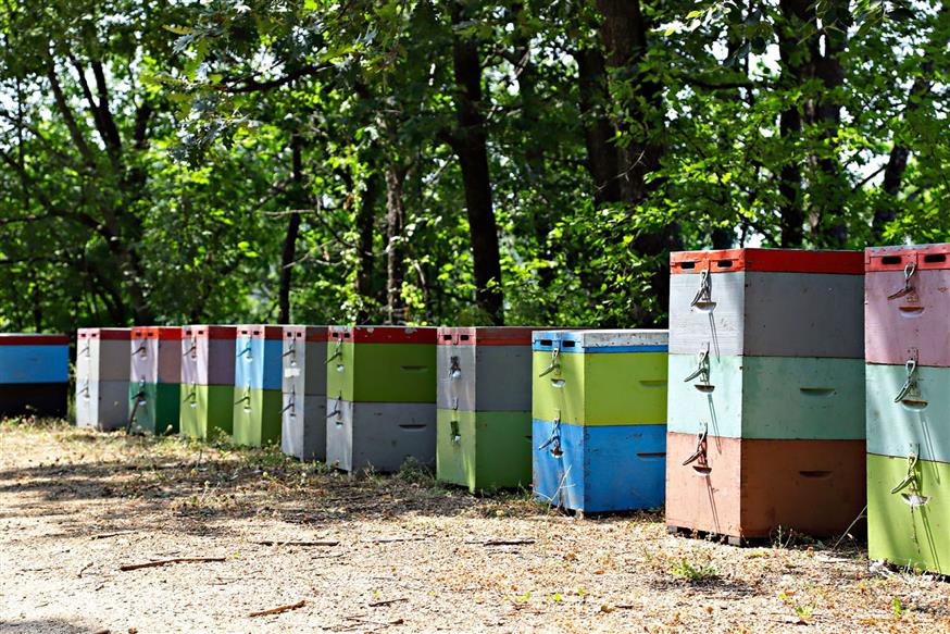 Δίκτυο Τοπικής Επιχειρηματικότητας: Η νέα πρωτοβουλία της Ελληνικός Χρυσός