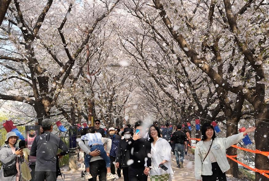 Κόσμος στη Νότια Κορέα κάτω από τις ανθισμένες κερασιές (AP Photo/Ahn Young-joon)