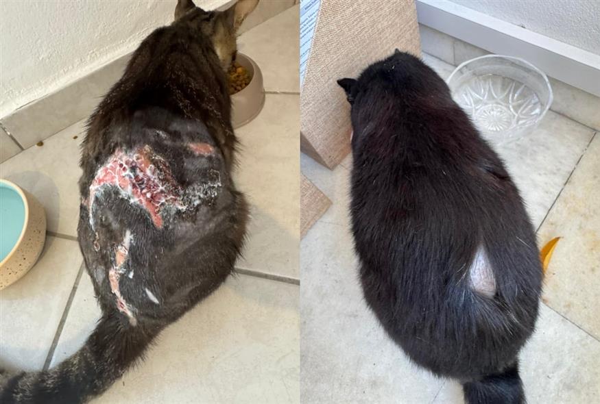 Πάρος - γάτες με εγκαύματα