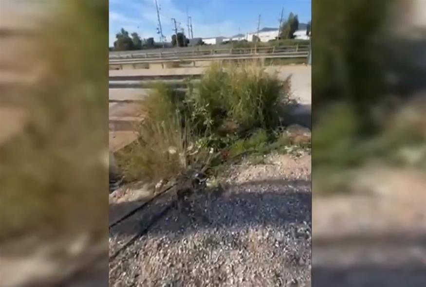 Κορωπί (orangepress)