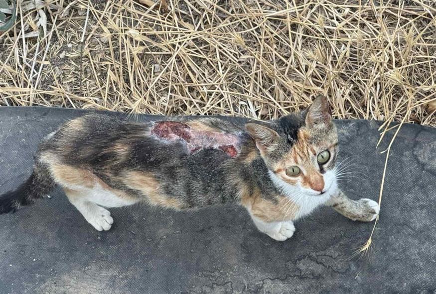 Οι κακοποιημένες γάτες στην Πάρο (Οι φωτογραφίες παραχωρήθηκαν στο ethnos.gr από φιλόζωη που τις φροντίζει καθημερινά)