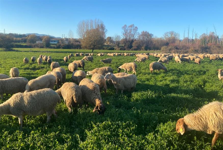 Τα 500 πρόβατά τους τρέφονται με καλλιέργειες της οικογένειας