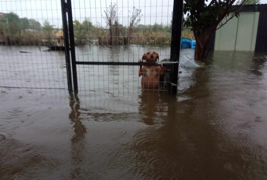 Σκύλος μέσα στα νερά στην Καρδίτσα