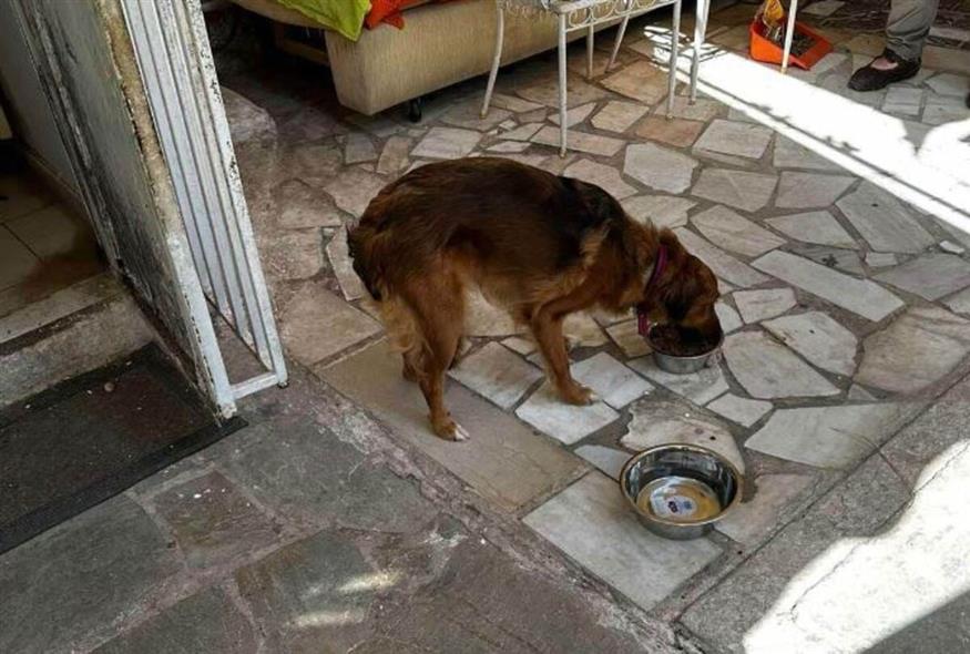 Σκύλος σε σπίτι κολαστήριο στη Νέα Ιωνία