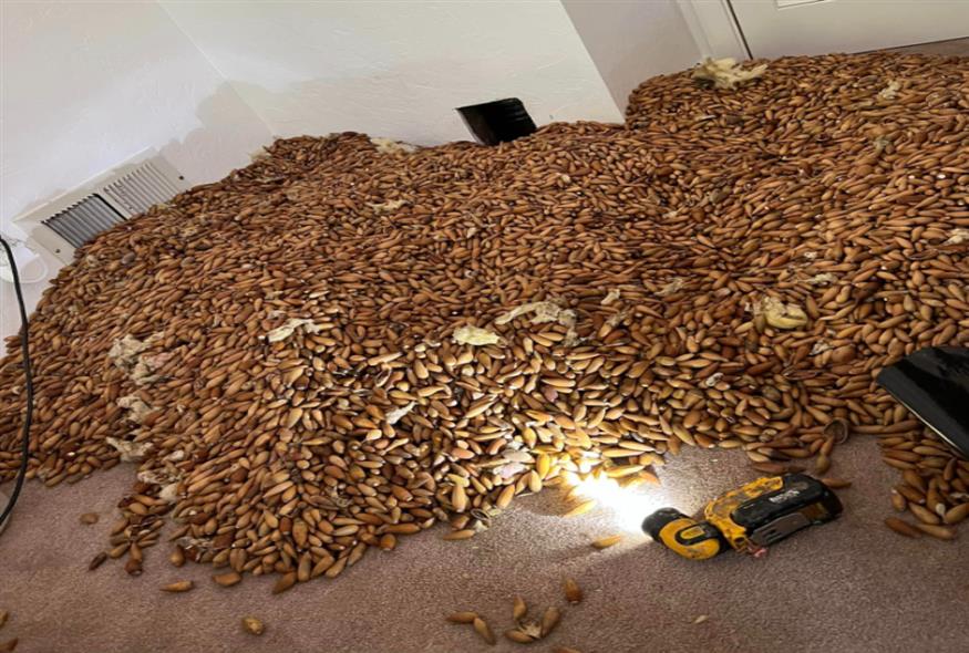 δρυοκολάπτης αποθήκευσε 320 κιλά βελανίδια σε τοίχους σπιτιού/Nick’s Extreme Pest Control/ Facebook